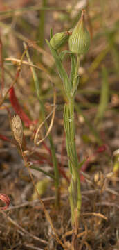 Image of striped corn catchfly