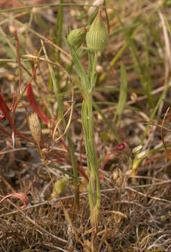 Image of striped corn catchfly