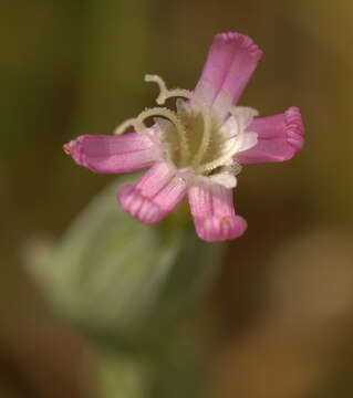 Image of striped corn catchfly