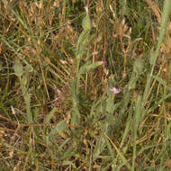 Image of striped corn catchfly