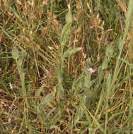 Image of striped corn catchfly