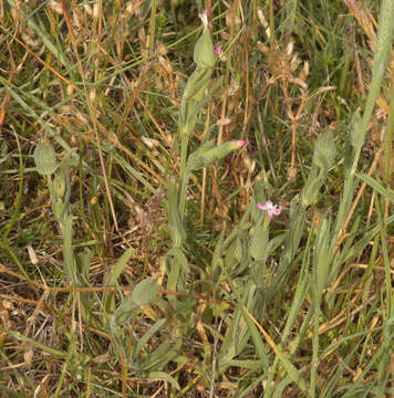 Image of striped corn catchfly