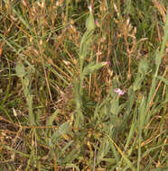 Image of striped corn catchfly