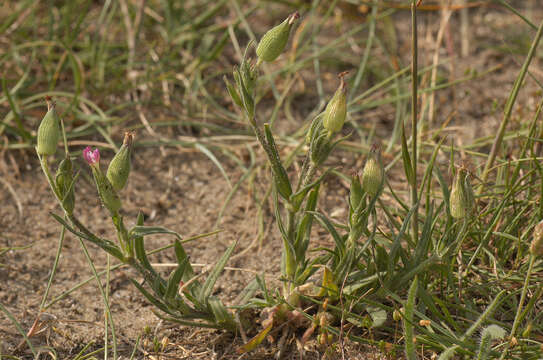 Image of striped corn catchfly