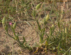 Image of striped corn catchfly