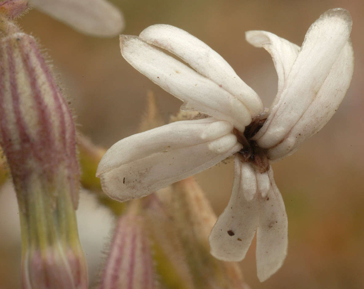 Image of Microbotryum violaceum (Pers.) G. Deml & Oberw. 1982