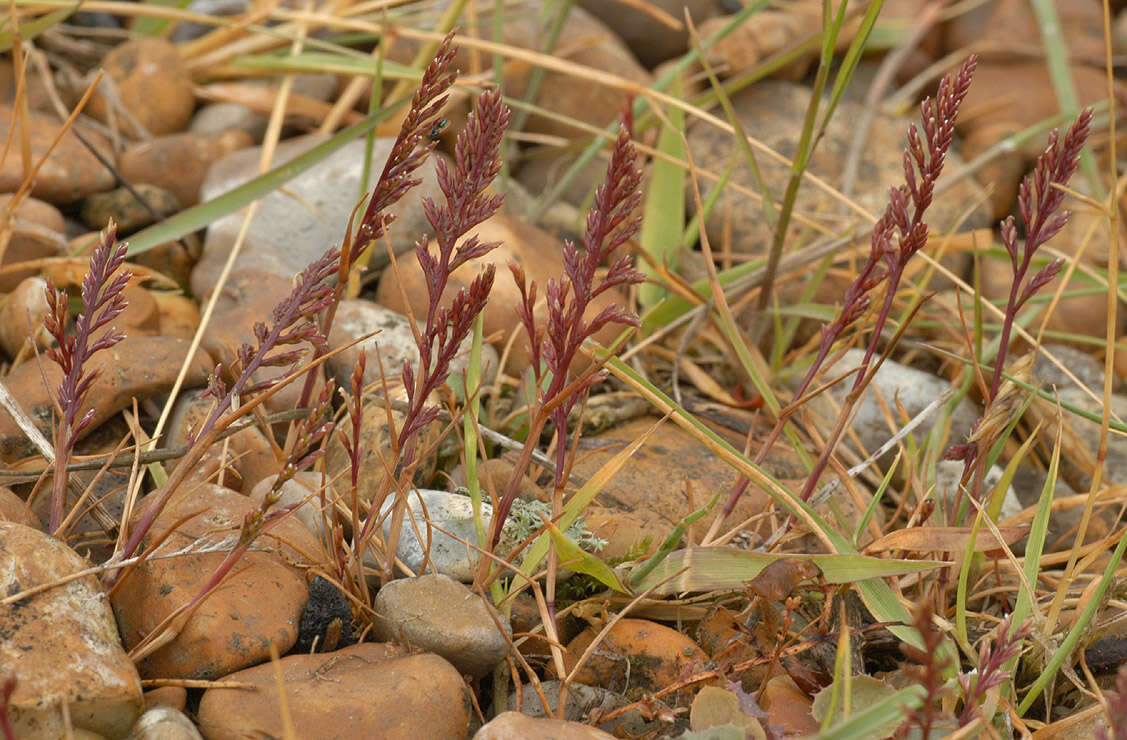 Слика од Catapodium rigidum (L.) C. E. Hubb.