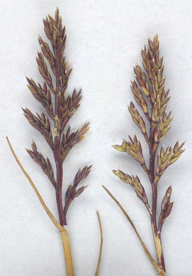 Слика од Catapodium rigidum (L.) C. E. Hubb.