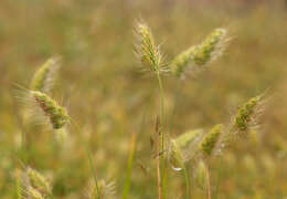 Image of Bristly dogstail grass