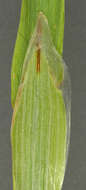 Image of Bristly dogstail grass