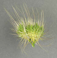 Image of Bristly dogstail grass