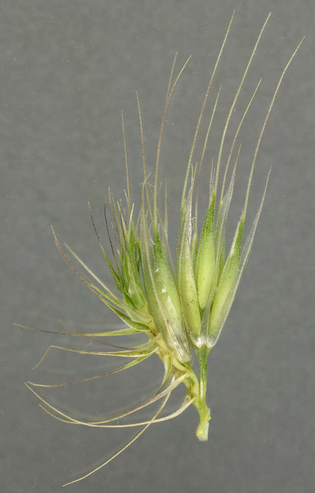 Image of Bristly dogstail grass