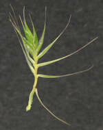 Image of Bristly dogstail grass