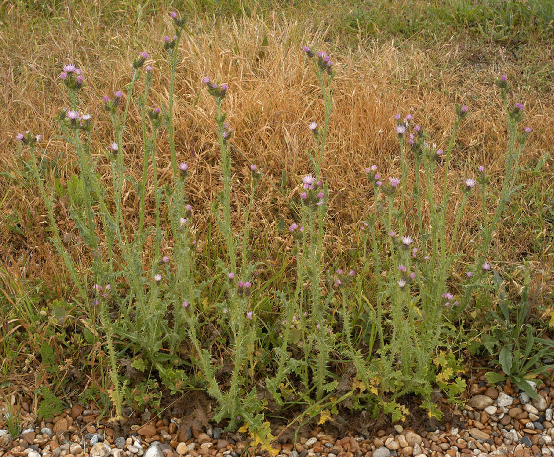 Слика од Carduus tenuiflorus Curt.