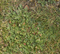 Image of Sea Stork's-bill