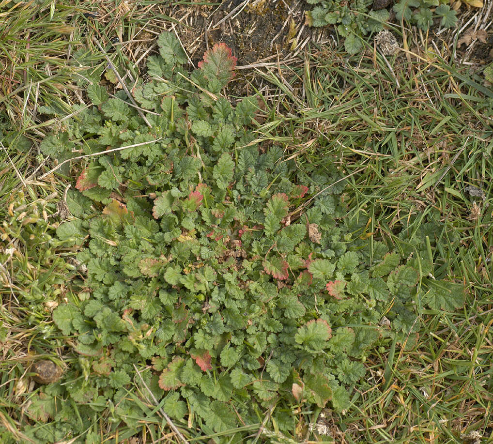 Слика од Erodium maritimum (L.) L'Her.