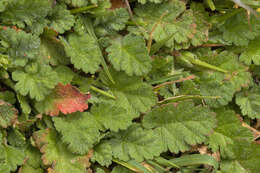 Слика од Erodium maritimum (L.) L'Her.