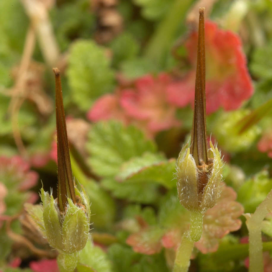 Слика од Erodium maritimum (L.) L'Her.