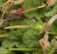 Слика од Erodium maritimum (L.) L'Her.