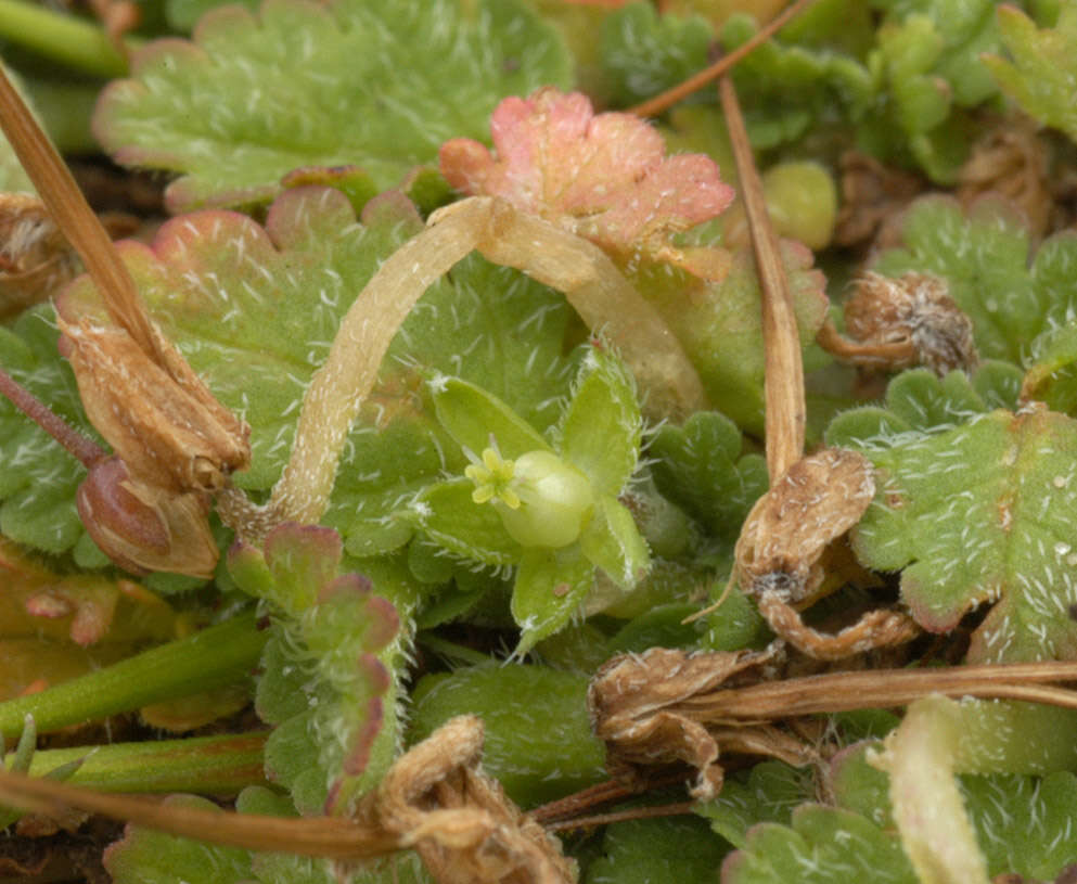 Слика од Erodium maritimum (L.) L'Her.