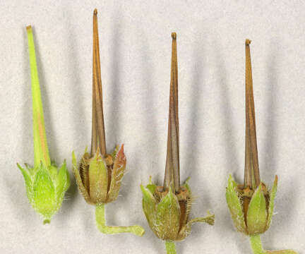 Image of Erodium maritimum (L.) L'Her.