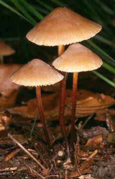 Image of Marasmius cohaerens (Pers.) Cooke & Quél. 1878