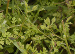 Image of bur chervil