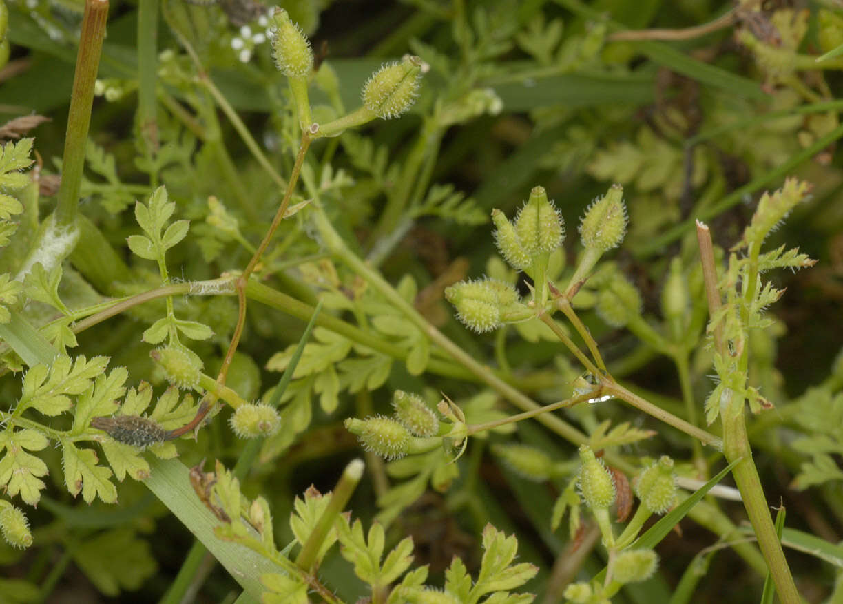 Image of bur chervil