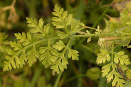 Image of bur chervil