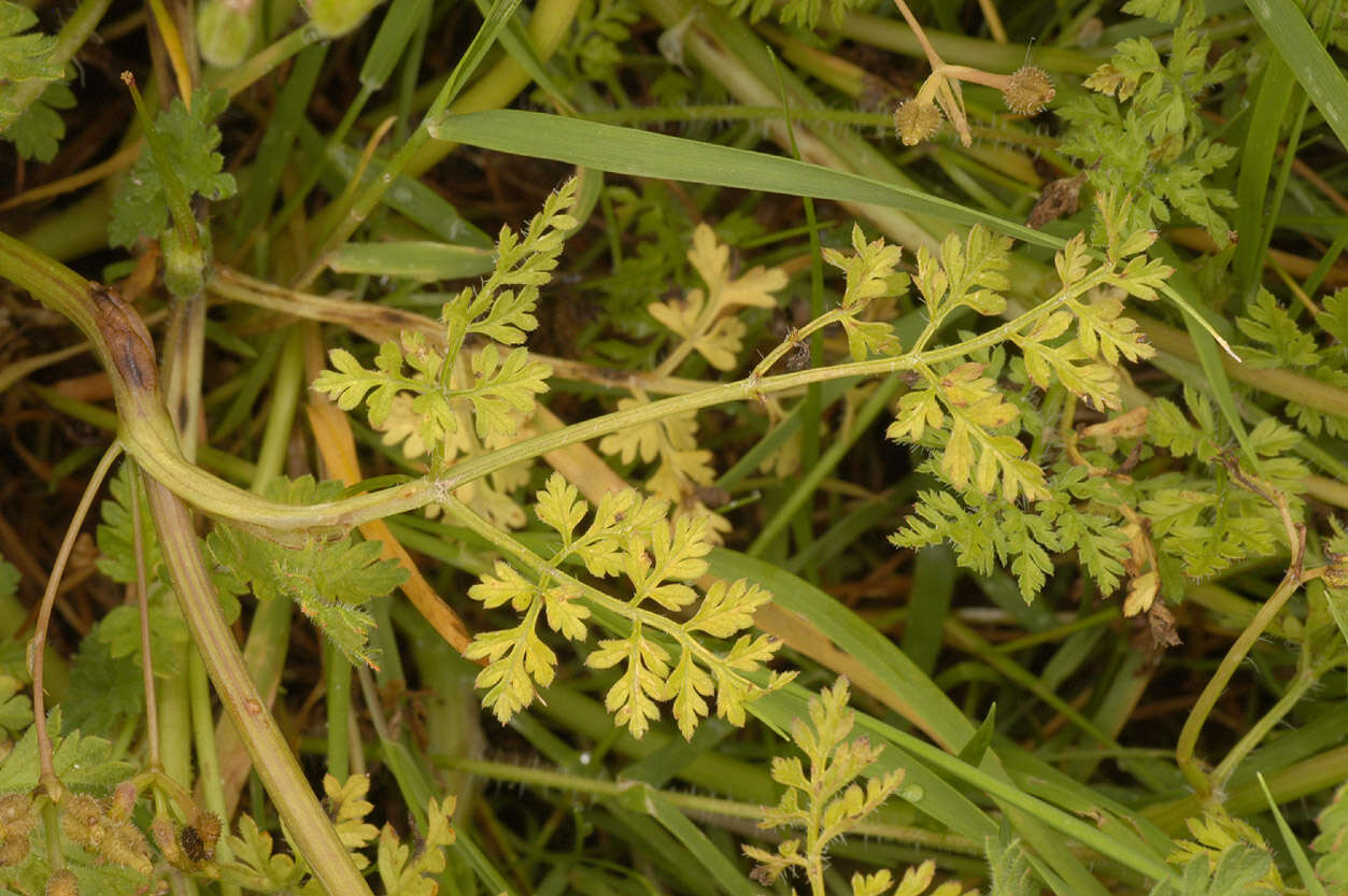Image of bur chervil