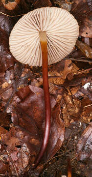 Image of Marasmius cohaerens (Pers.) Cooke & Quél. 1878