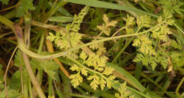 Image of bur chervil