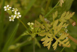 Image of bur chervil