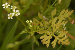 Image of bur chervil