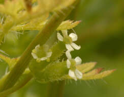 Image of bur chervil