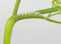 Image of bur chervil