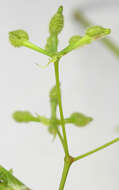 Image of bur chervil