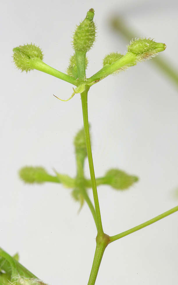 Image of bur chervil