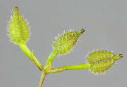 Image of bur chervil