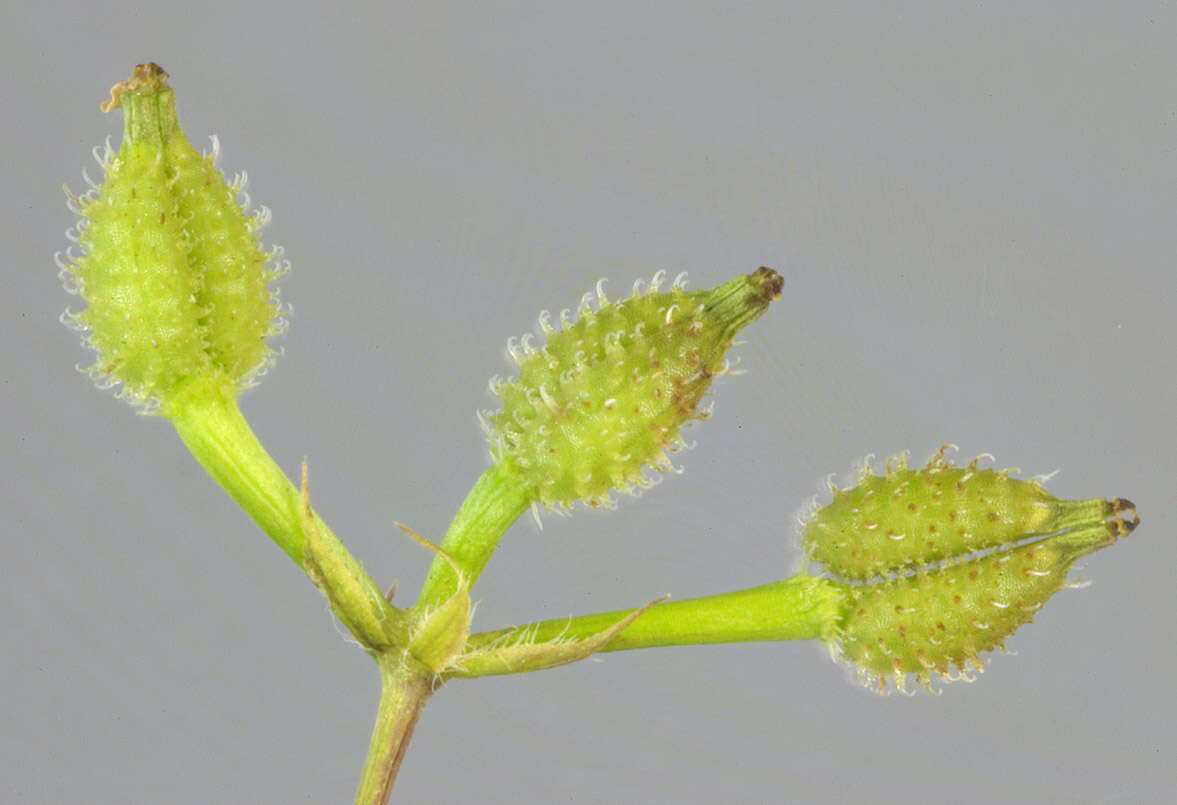 Image of bur chervil