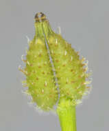 Image of bur chervil