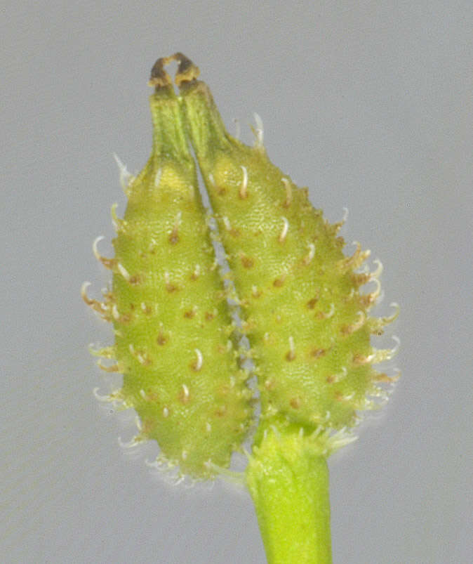 Image of bur chervil