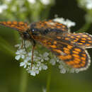 Image of Melitaea athalia