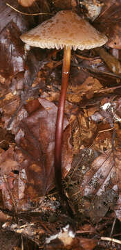 Image of Marasmius cohaerens (Pers.) Cooke & Quél. 1878