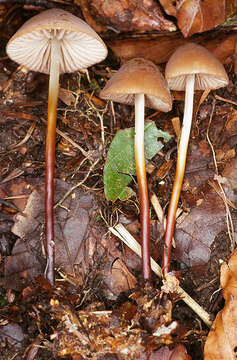 Image of Marasmius cohaerens (Pers.) Cooke & Quél. 1878