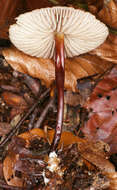 Image of Marasmius cohaerens (Pers.) Cooke & Quél. 1878