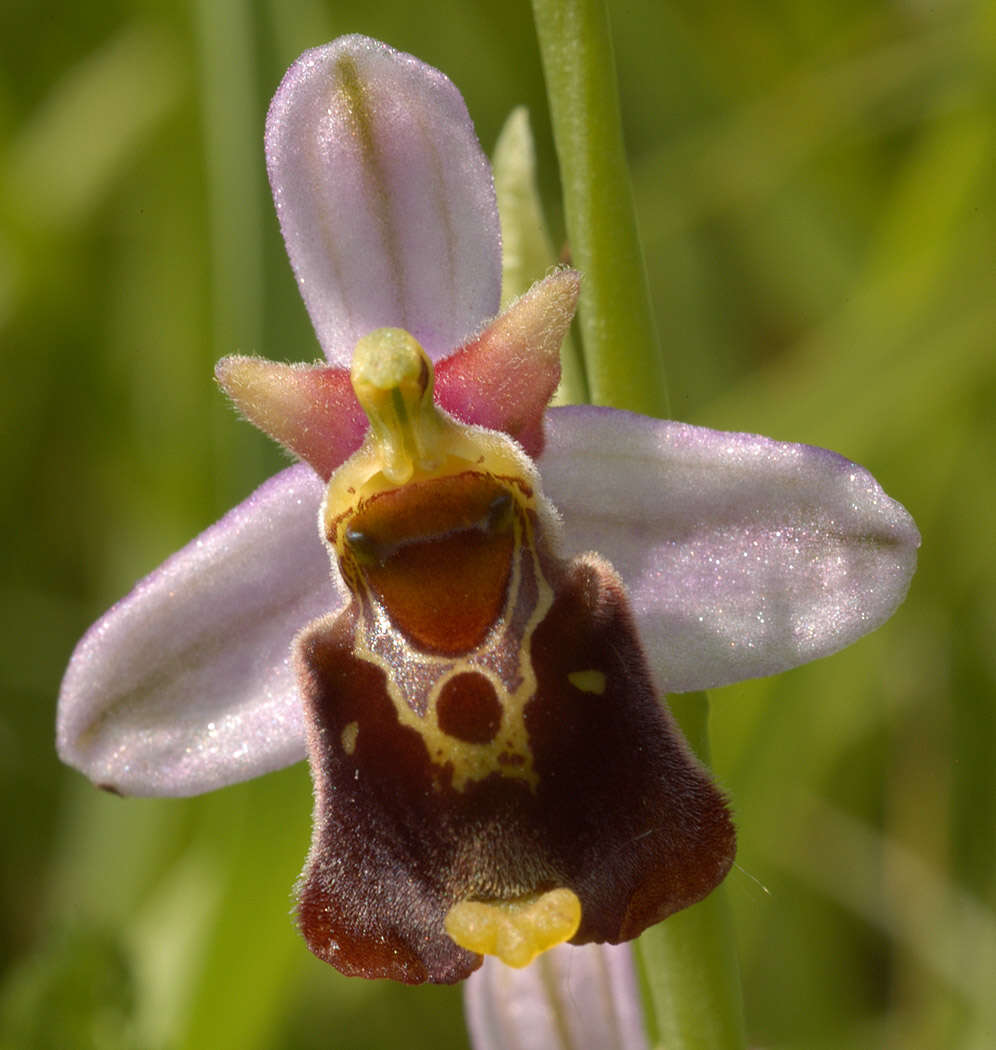 Image of late spider-orchid