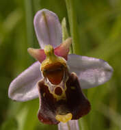 Image of late spider-orchid