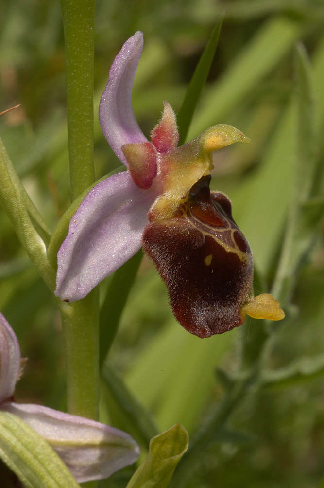 Image of late spider-orchid