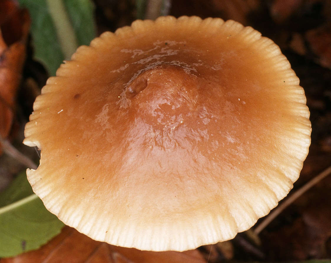 Image of Marasmius cohaerens (Pers.) Cooke & Quél. 1878